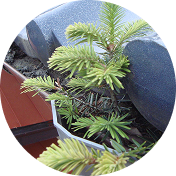 雨樋に土や落ち葉が詰まり、植木のような草が育っている状態